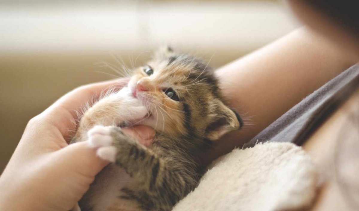 Милый котенок в руках. Котенок на руках. Нежные котята. Маленький котенок в руках.