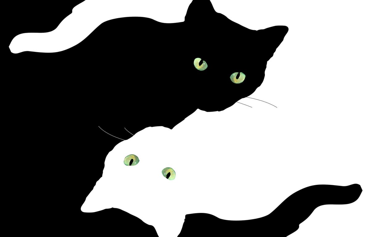 Черная кошка на белом фоне - 58 фото