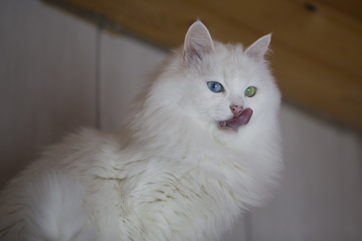 Длинношерстная белая кошка