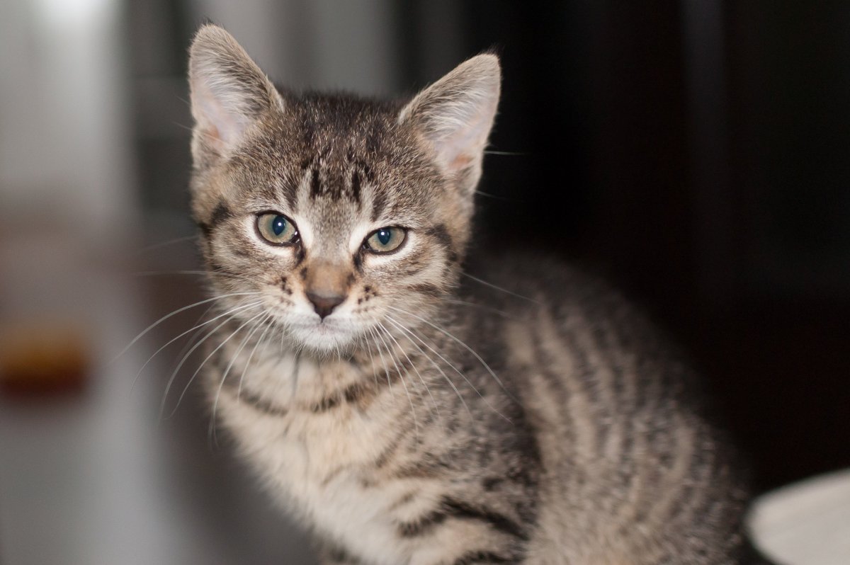 Серая короткошерстная сибирская кошка