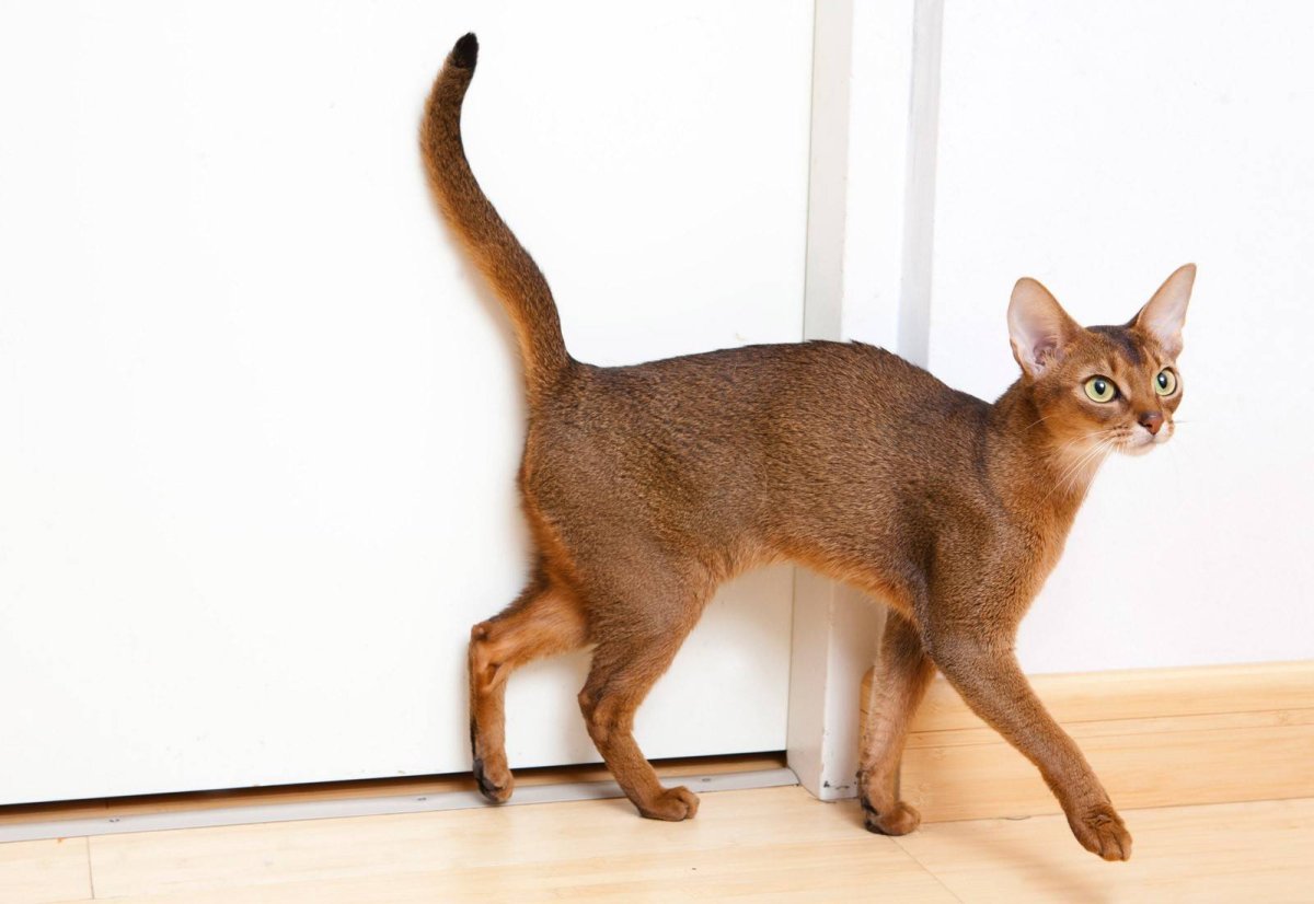 Рассмотрите фотографию кошки породы абиссинская. Абиссинская кошка. Кот породы абиссинец. Абиссинская кошка пятнистая. Абиссинец Манчкин.