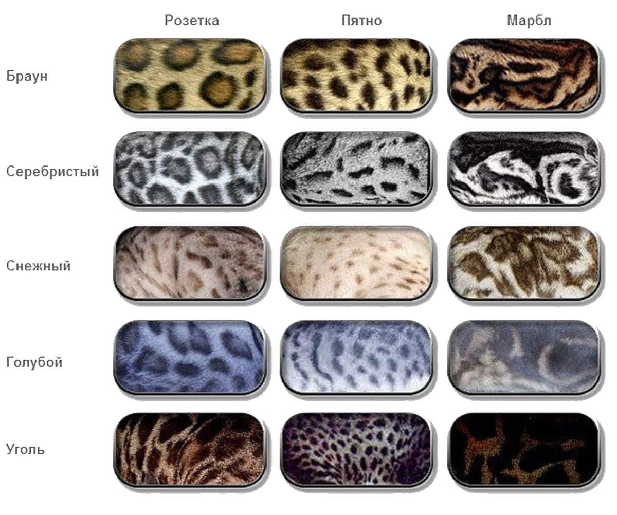 Виды окраса кошек