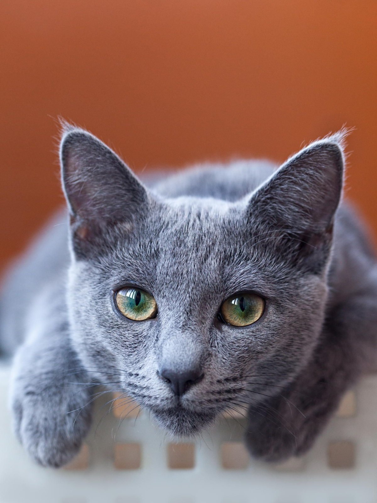 Породы кошек с серым окрасом