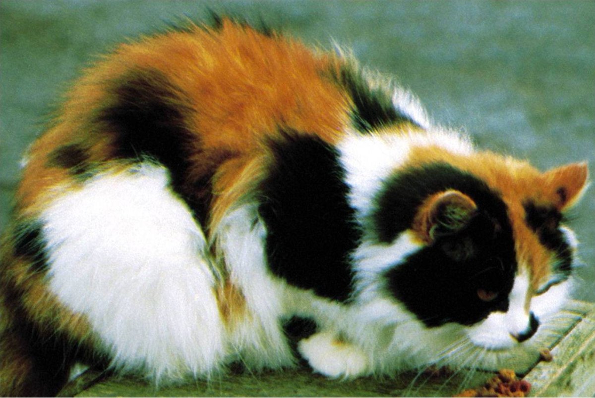 Кошка японская трехцветная