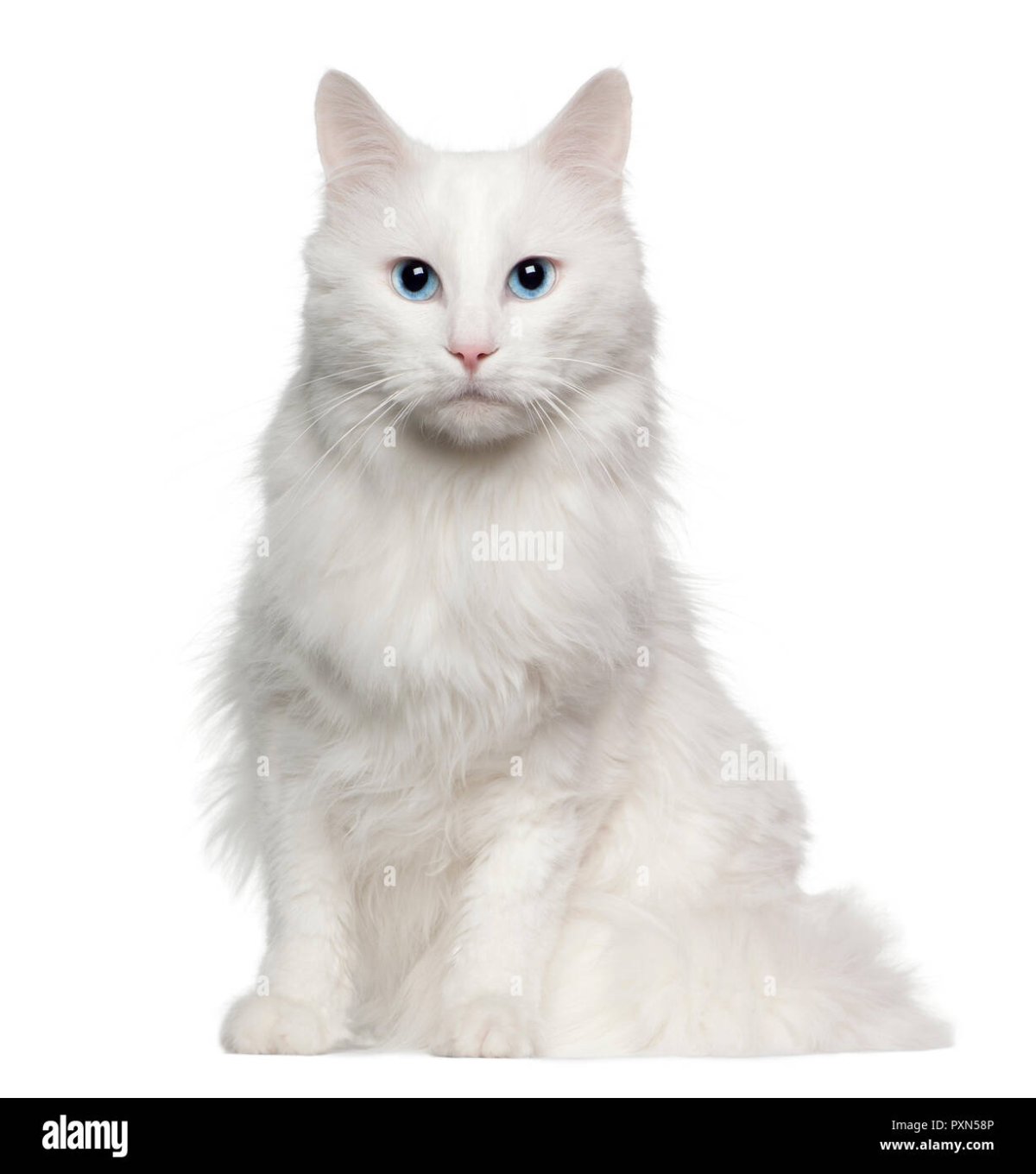 Кошка ангорка белая