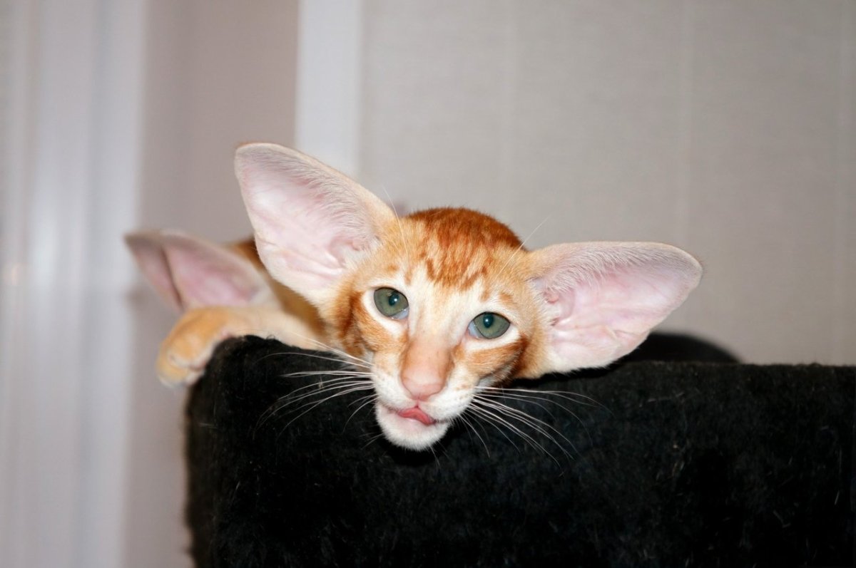 Кошки с огромными ушами