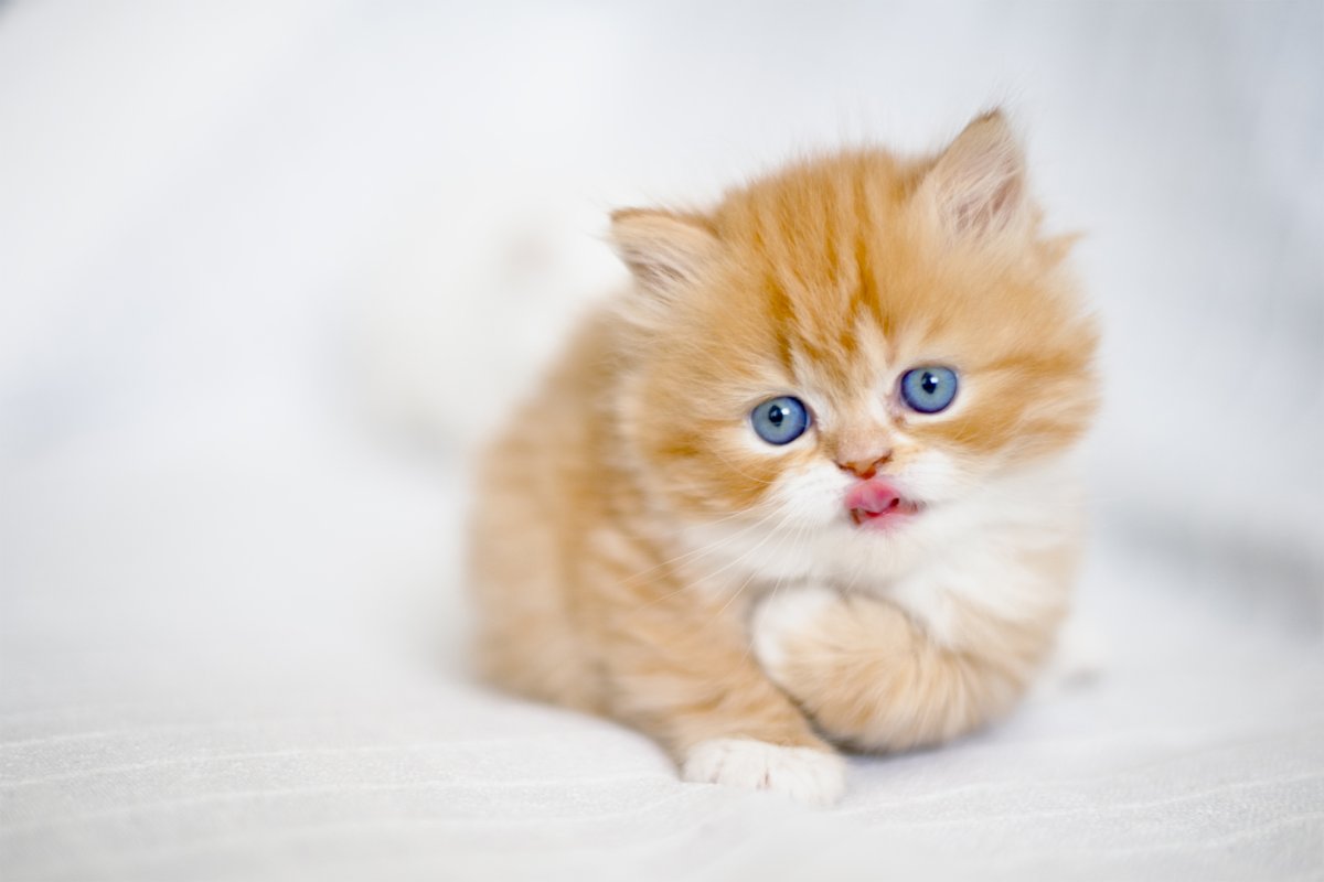 Кошка персикового цвета