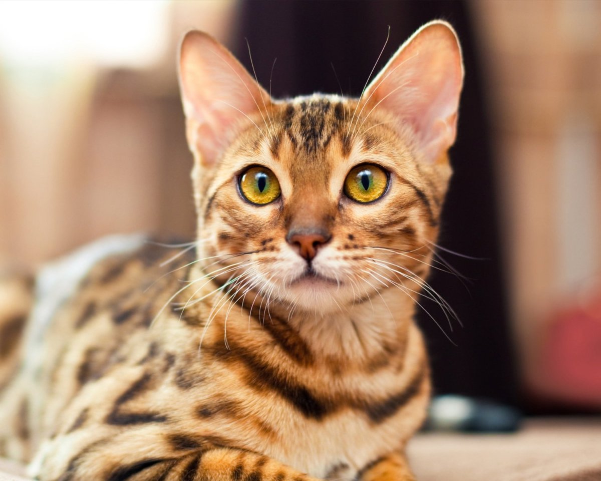 Порода кошек с окрасом леопарда