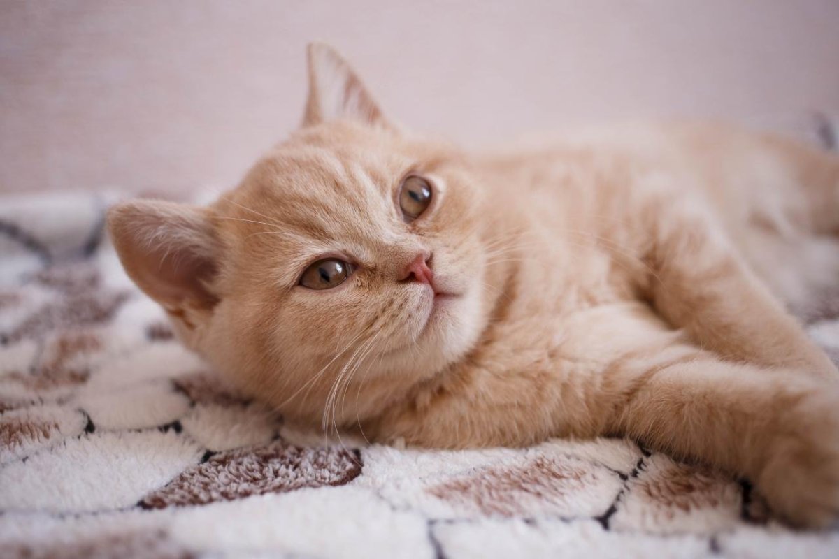 Британская персиковая кошка