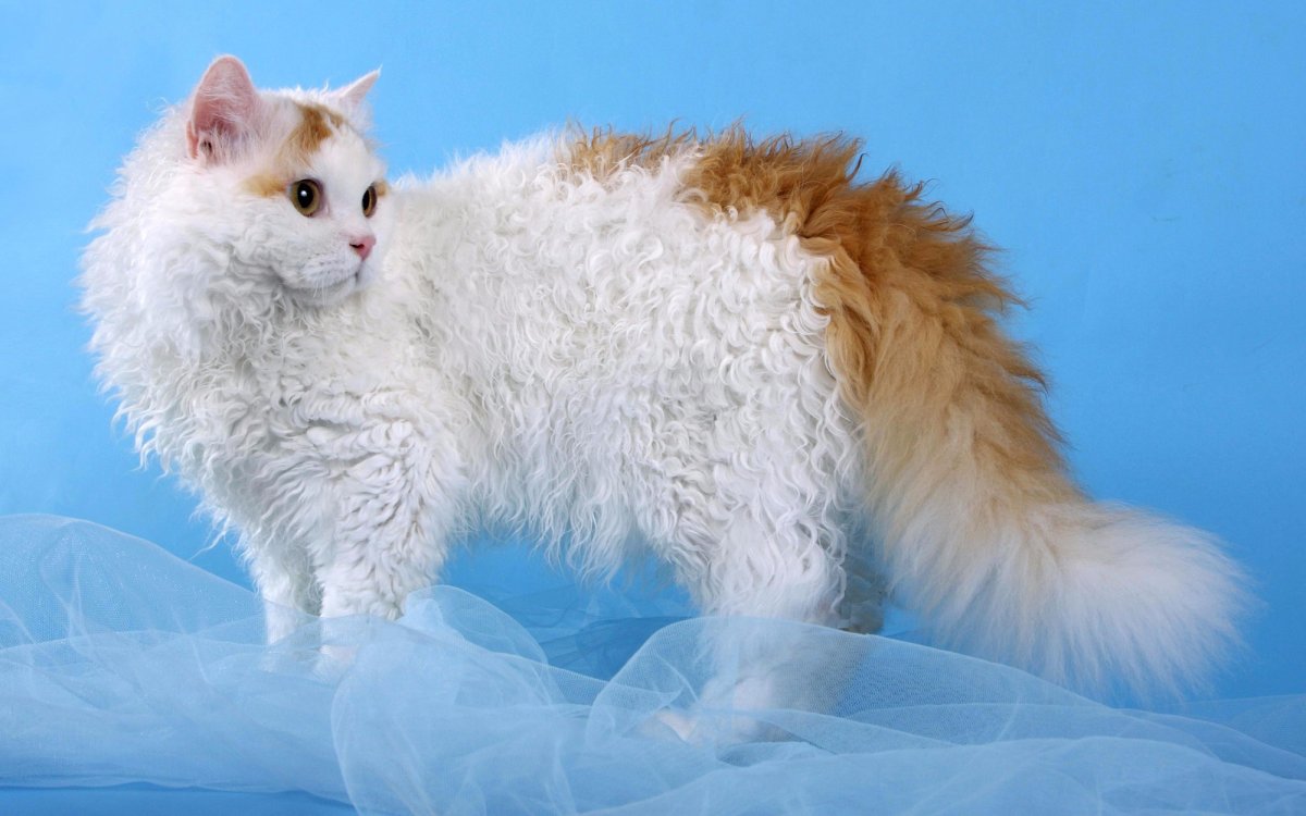 Кудрявая белая кошка