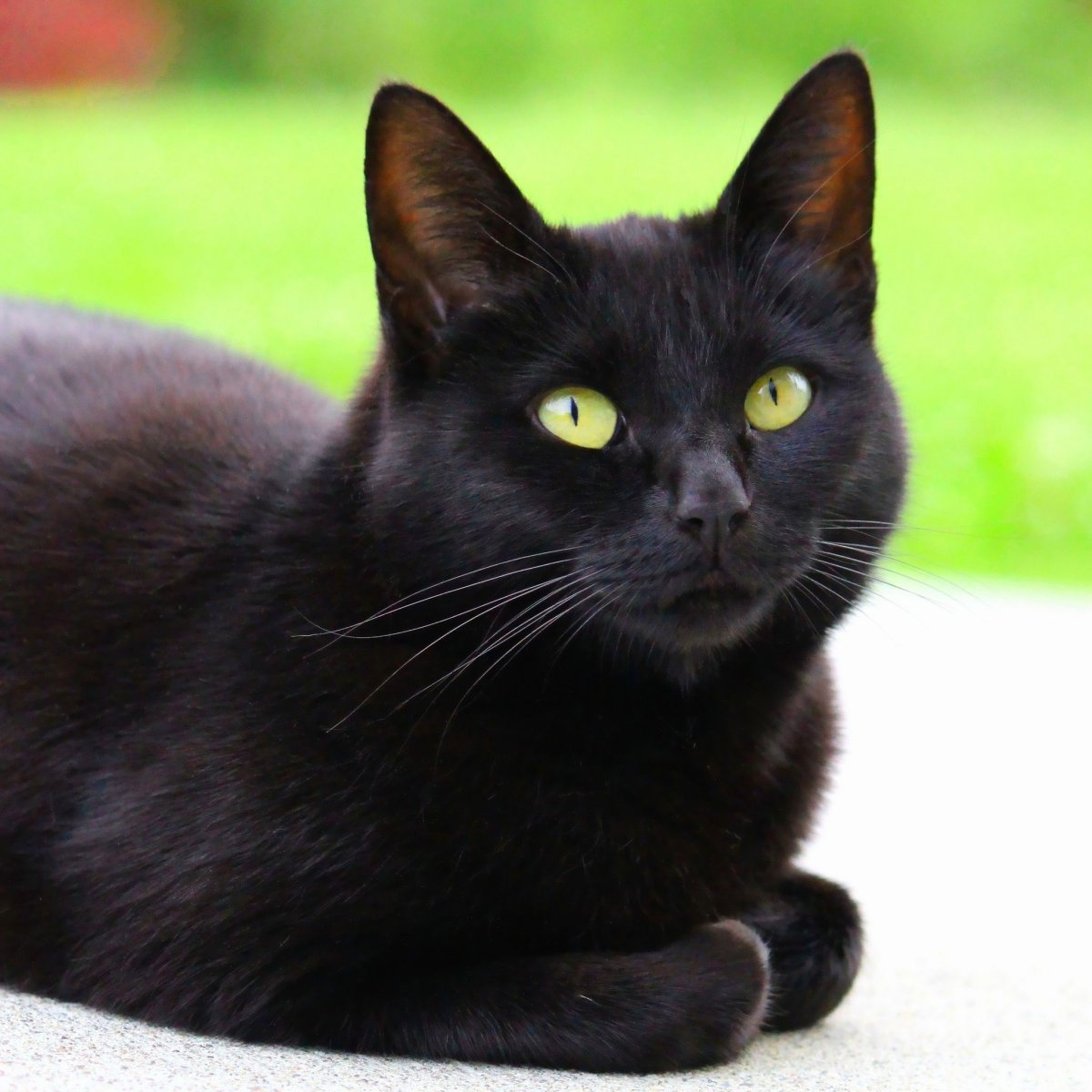 Породы кошек черного цвета