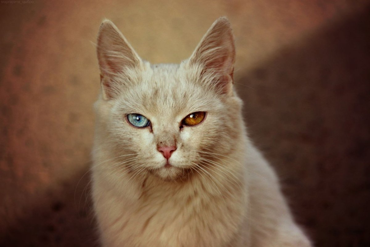 Кошка персиковая сибирская
