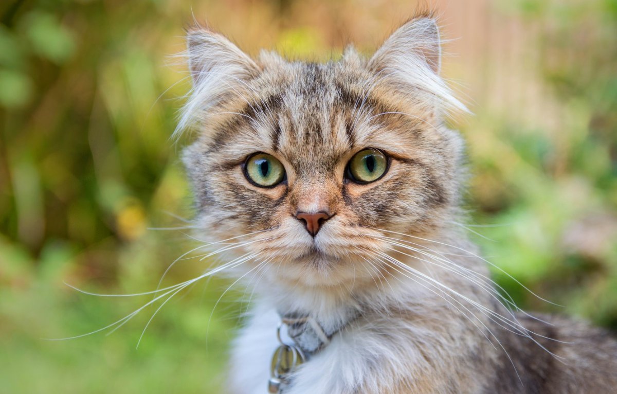 Порода кошек брэмбл