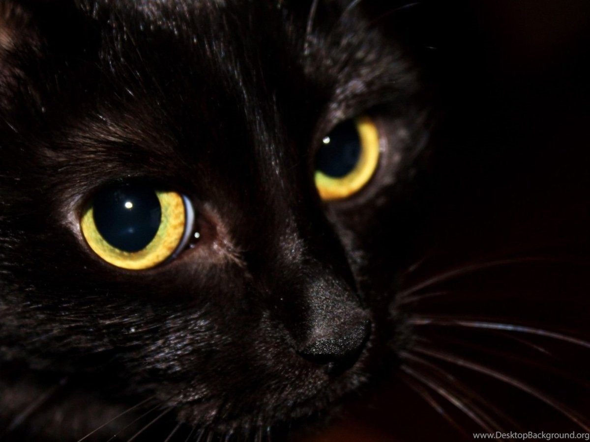 Черная кошка с оранжевыми глазами