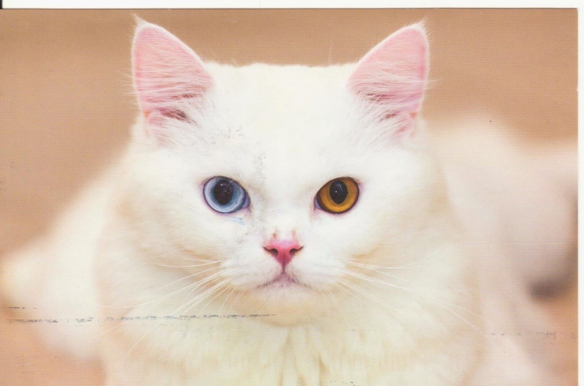Порода кошек с разноцветными глазами