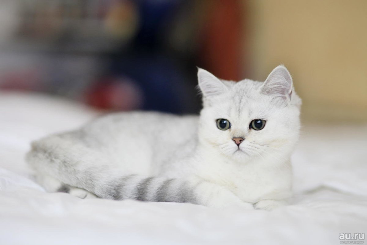 Породы кошек белого цвета