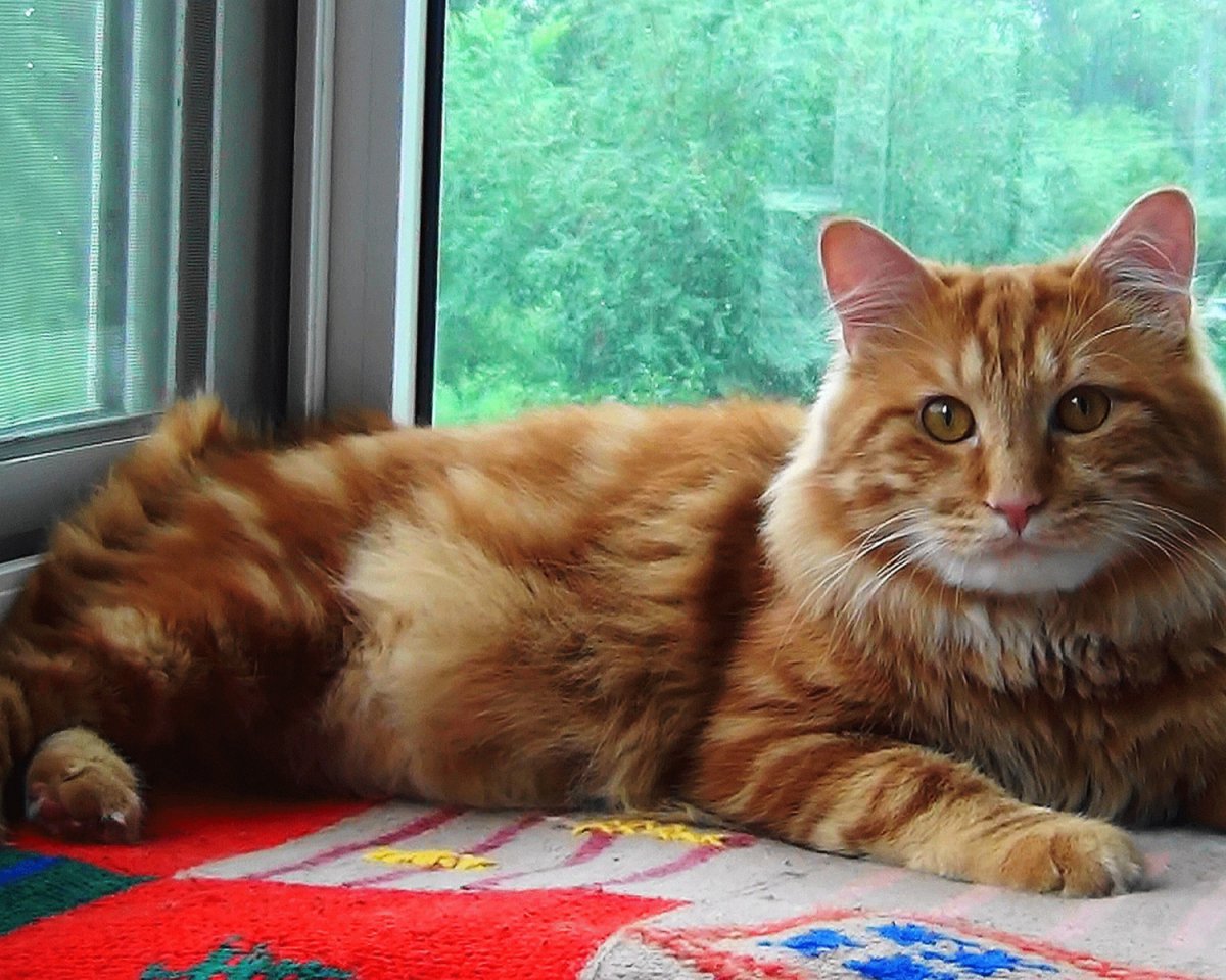 Порода кошек рыжая сибирская
