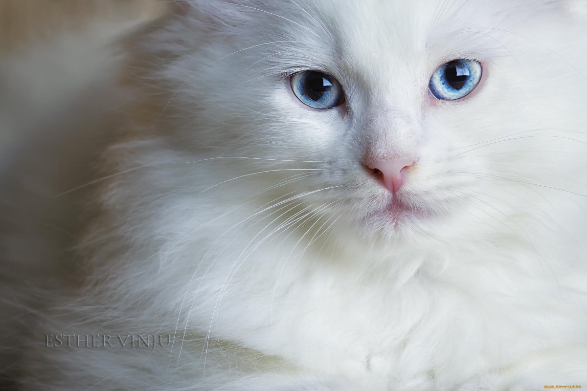 Сибирская кошка с голубыми глазами