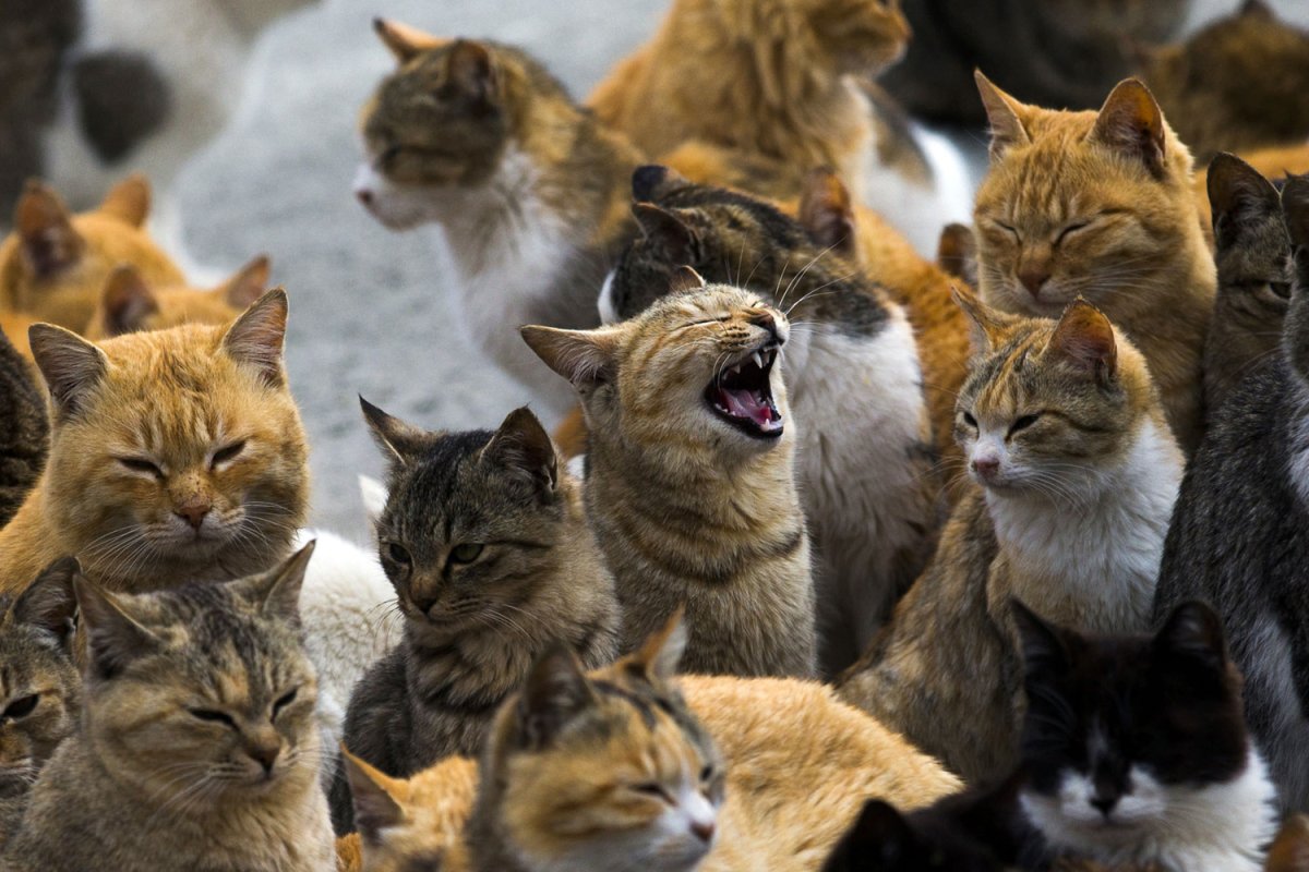 Толпа кошек