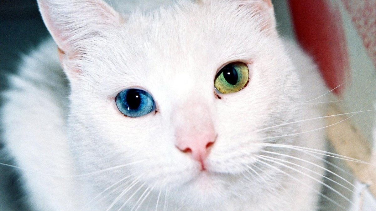 Кошки разноглазые белые