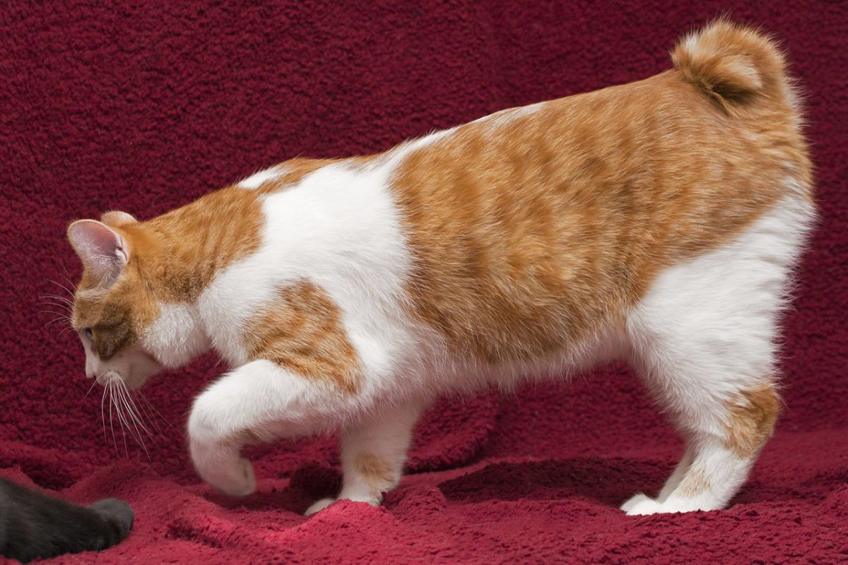 Порода кошек с закрученным хвостом