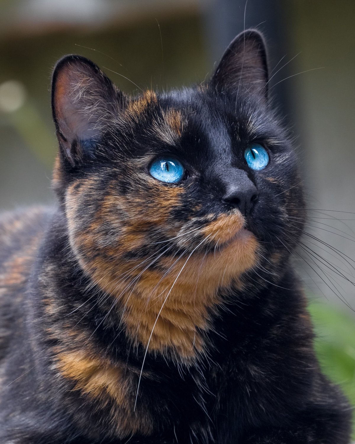 Черепаший цвет кошки