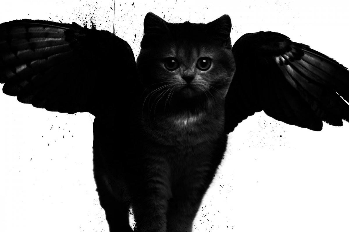 Черная кошка с крыльями - 65 фото