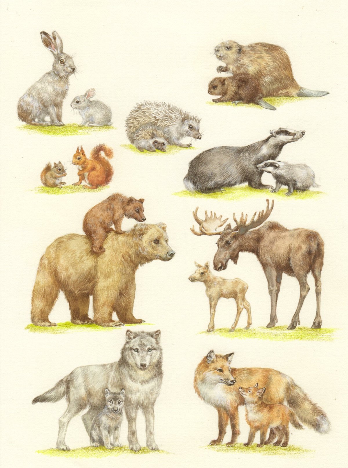 Картинки дикие животные и их детеныши
