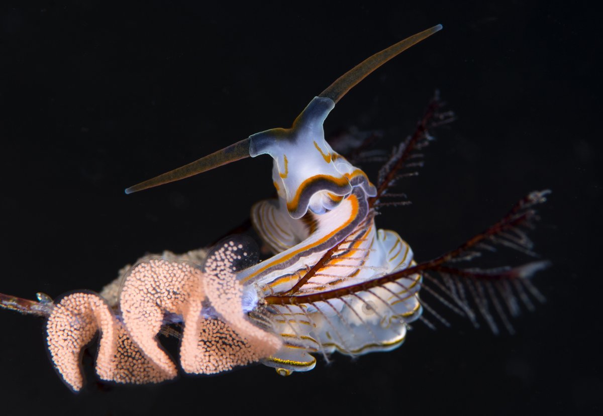 Голожаберный моллюск главк. Голожаберный моллюск корифелла. Полярис Голожаберный моллюск. Заднежаберные брюхоногие моллюски.