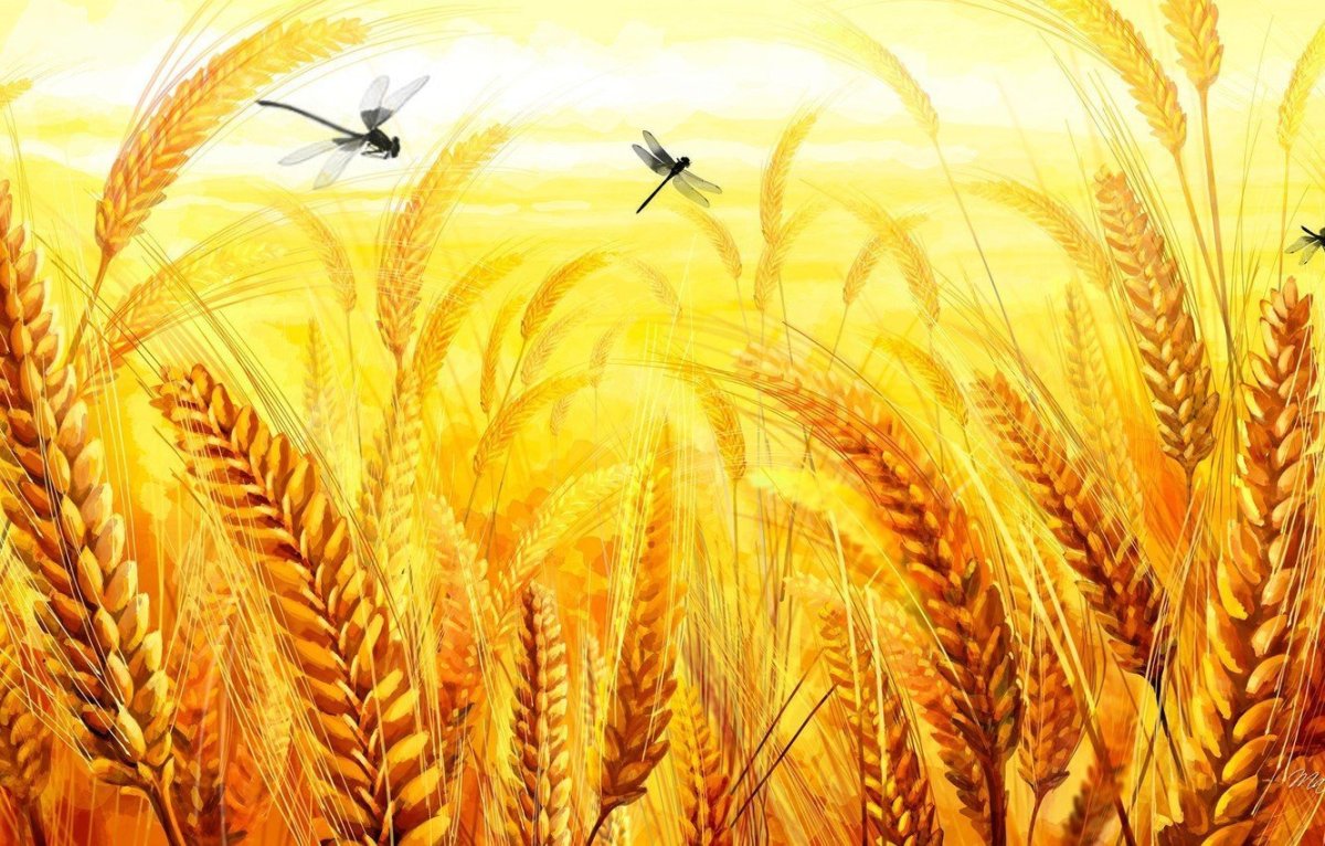 Картинка колосья пшеницы