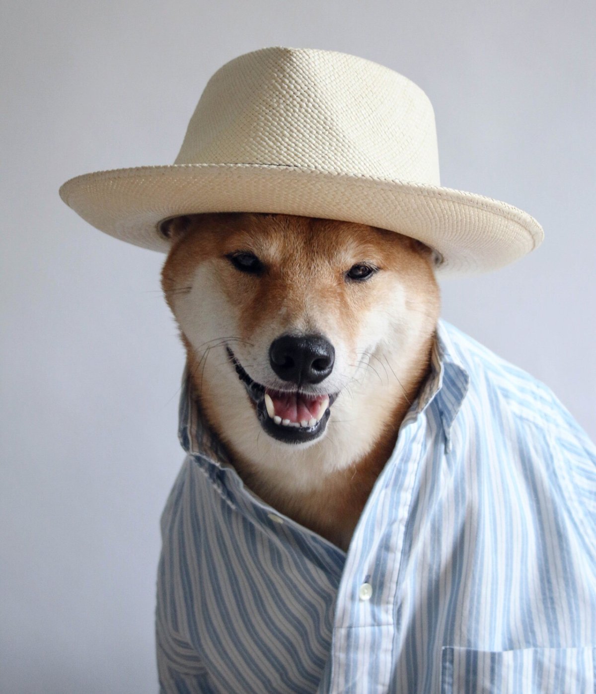Собака в шляпе - 59 фото