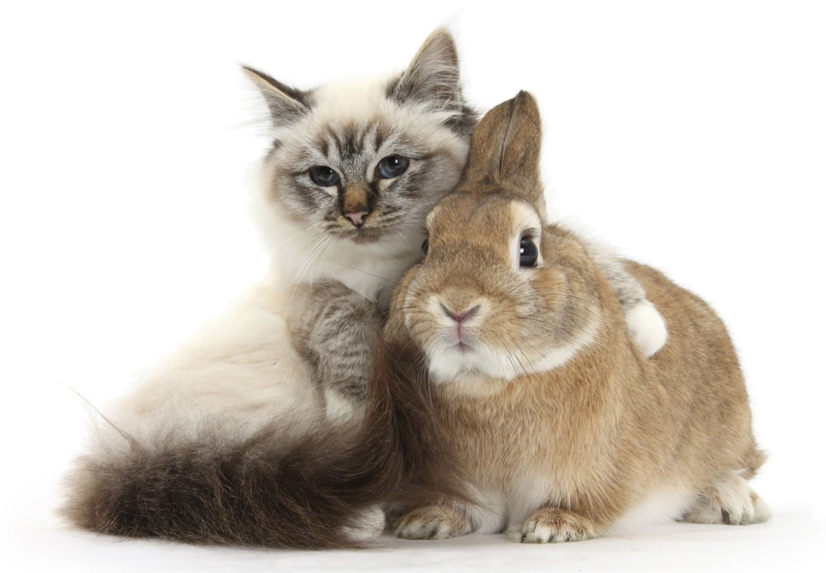 Рожденный год кота. Кот и кролик. Зайчик и котик. Кролик и кошка. Котенок и Зайчонок.