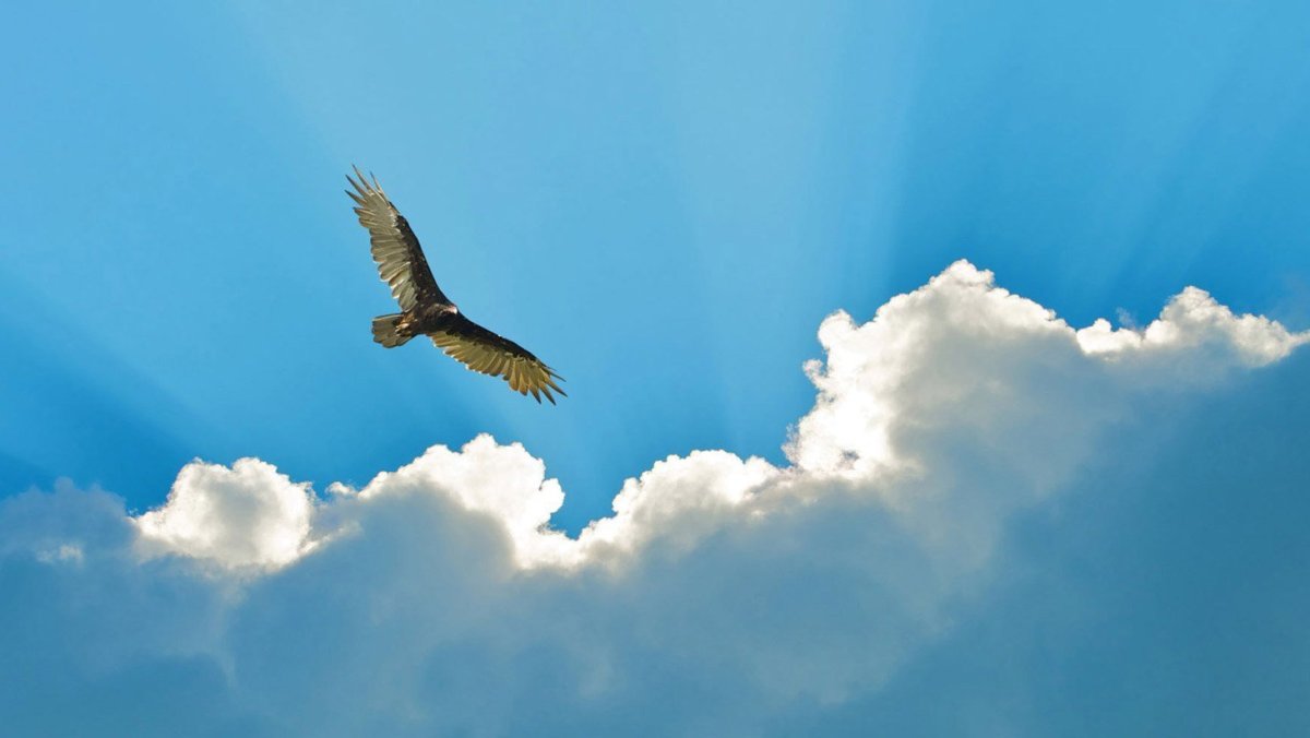 Птицы в небе. Орел в небе. Орел парящий в небе. Полет птицы в небе.