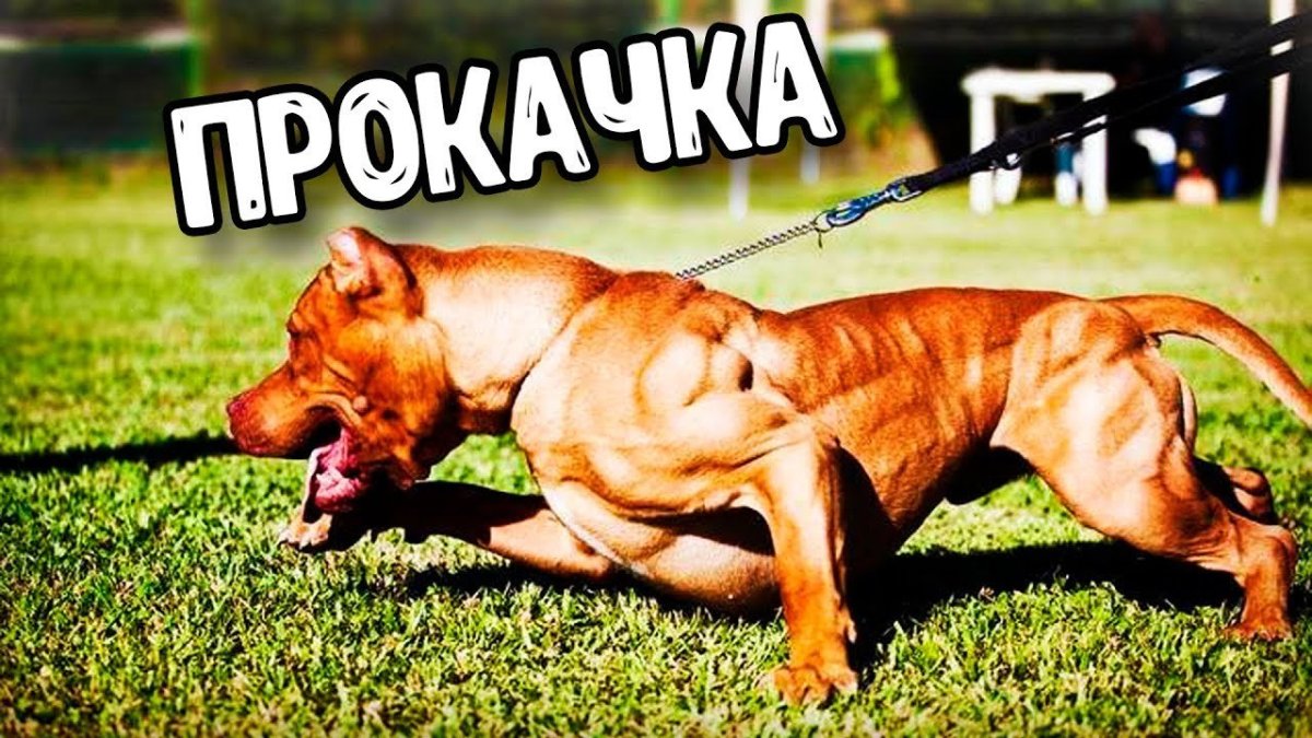 Американский пидбультерье