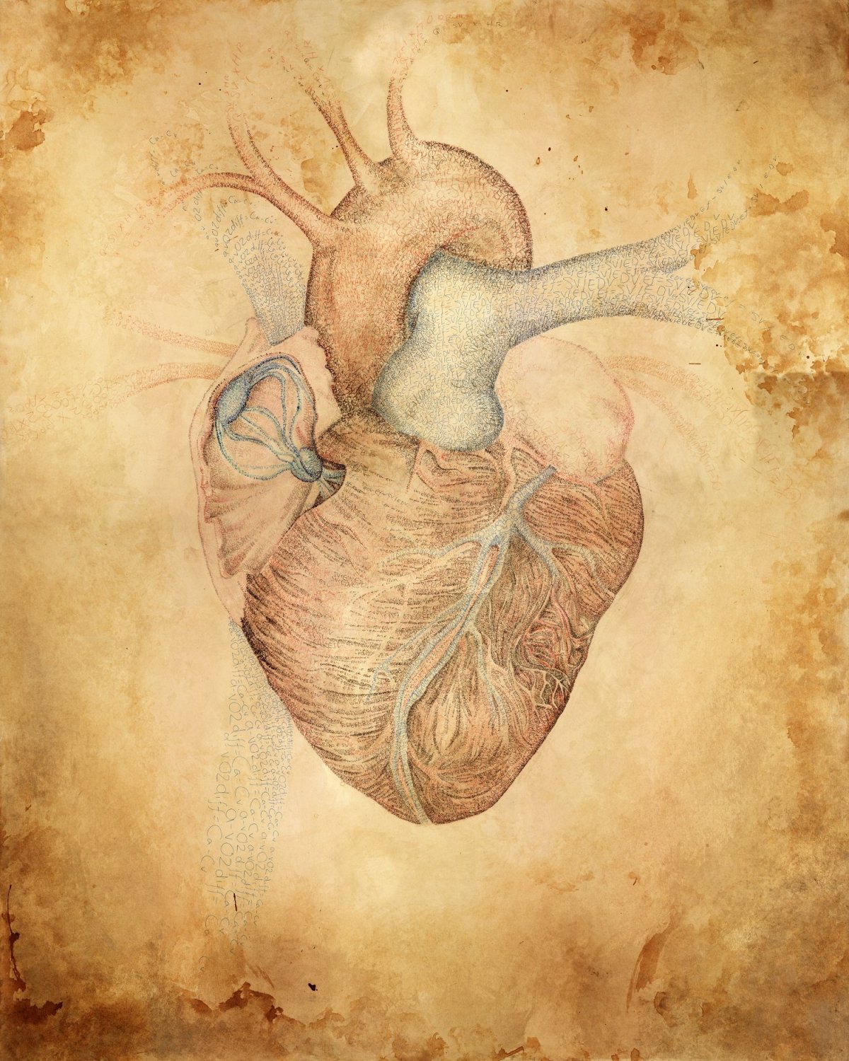 Сердце человека картинки