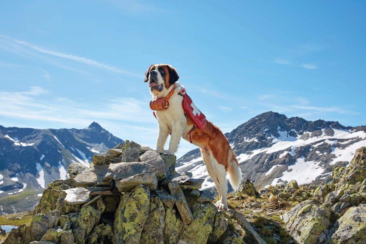 Швейцарские скотогонные собаки
