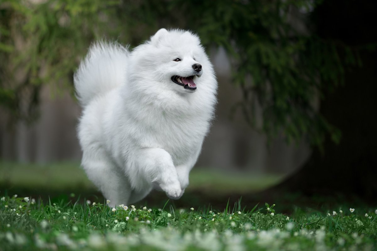 Огромная белая пушистая собака