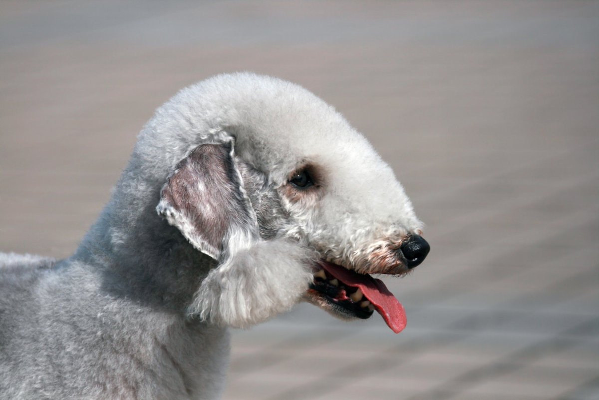 Самые необычные породы собак в мире