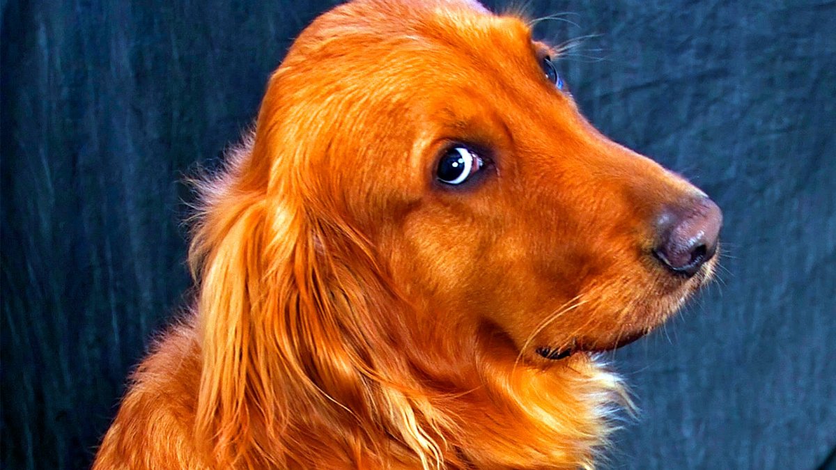 Собака бело оранжевая - 62 фото
