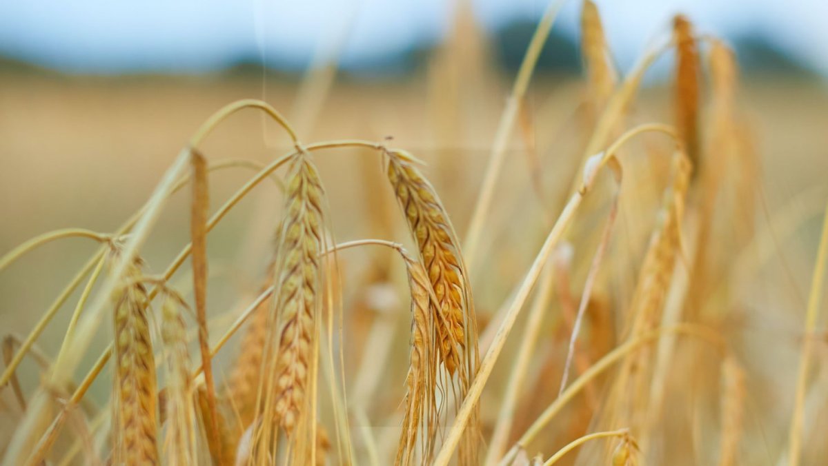 Картинка зерно пшеницы