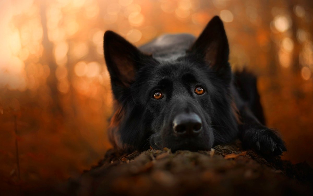 Благородный черный пес