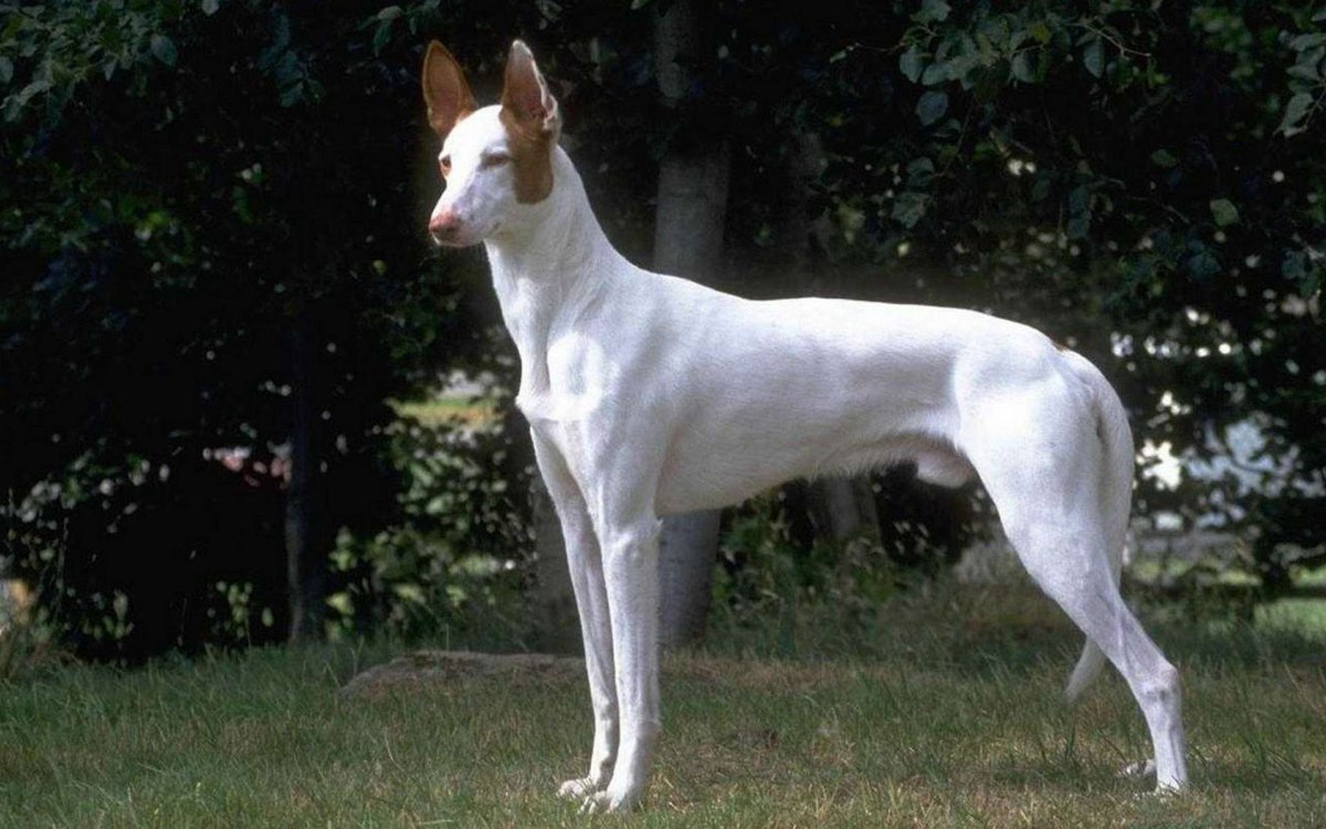 Собака гладкошерстная большая белая