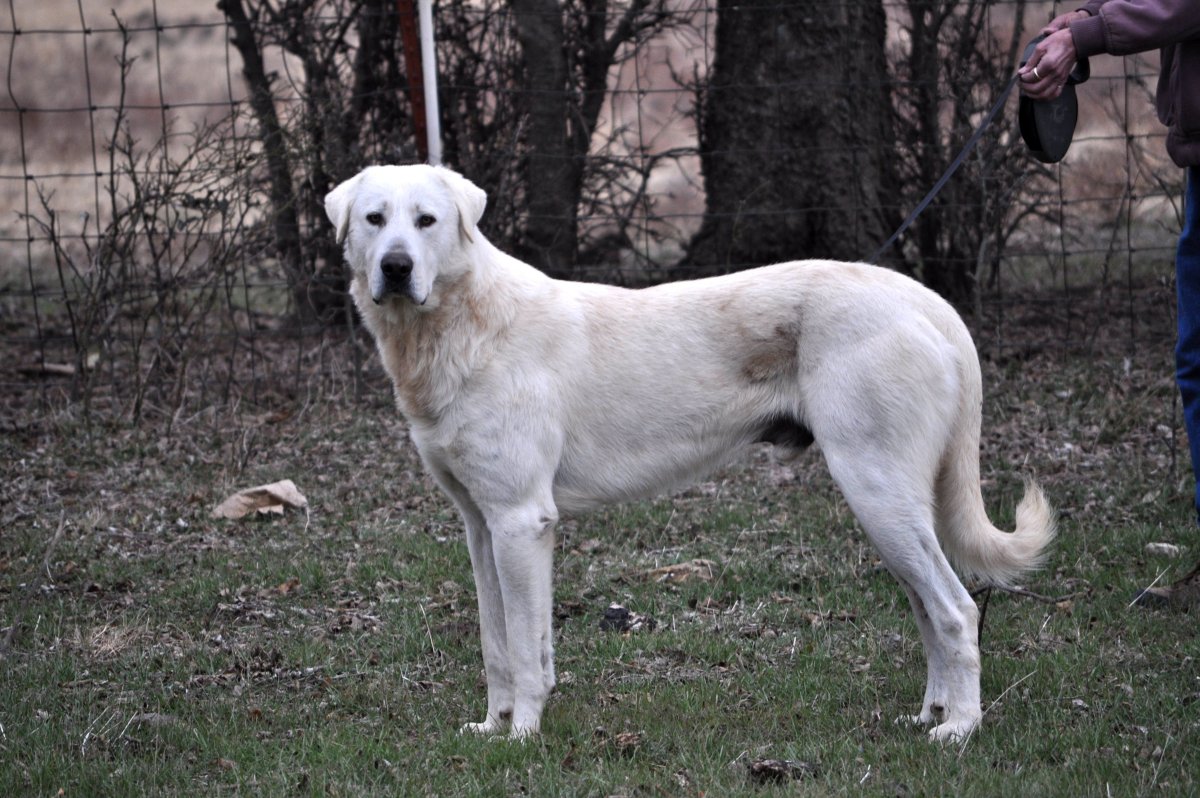 Собака большая белая короткошерстная