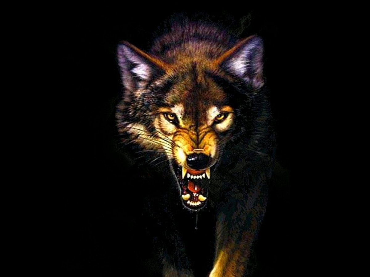 Картинки злого волка