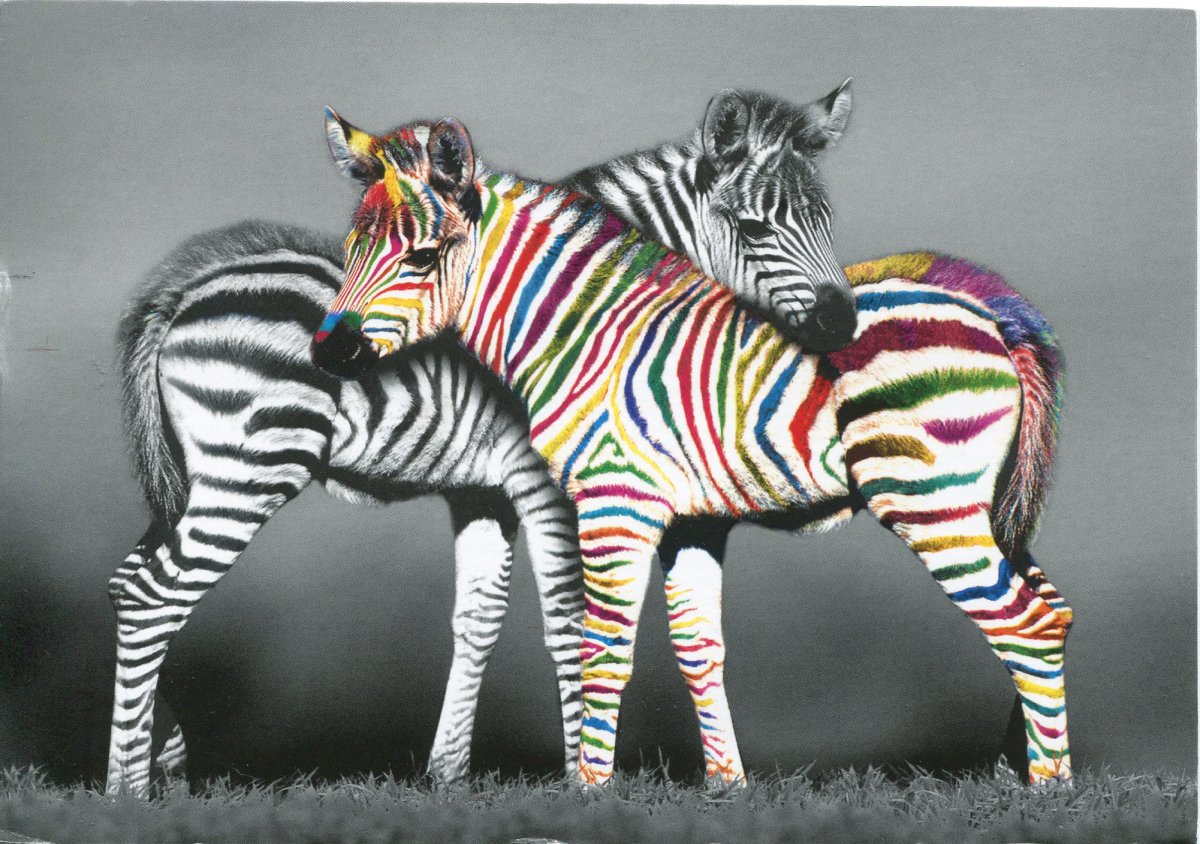 Разноцветная зебра картинки