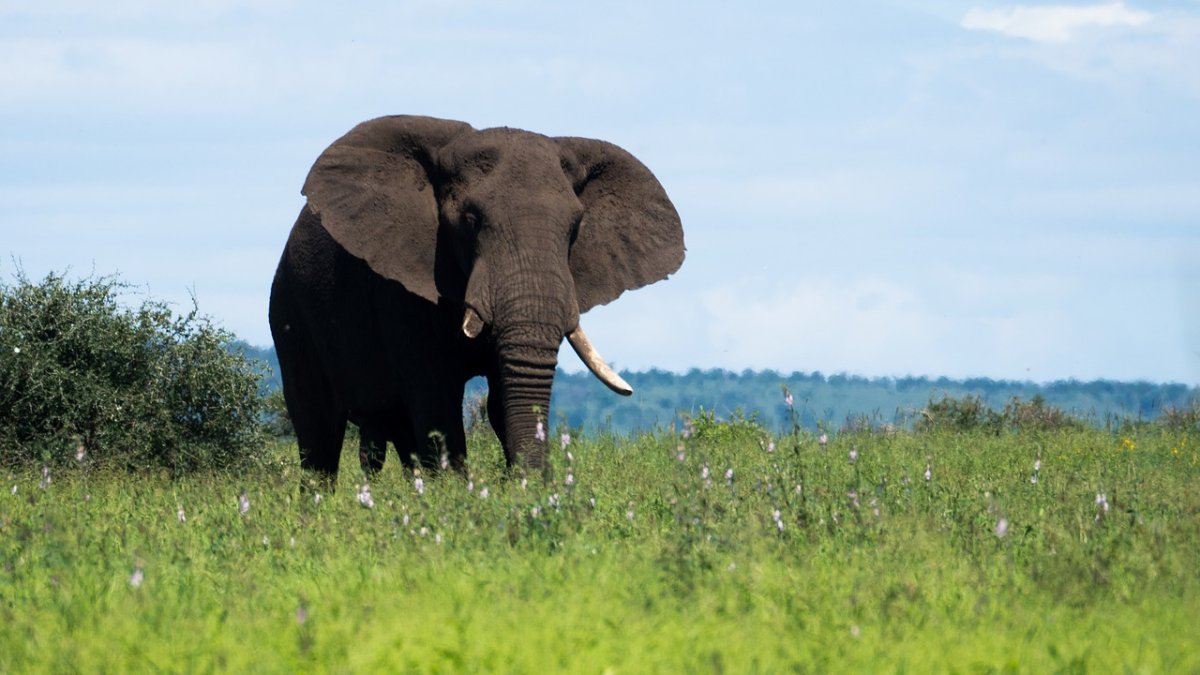 Африканский слон картинки