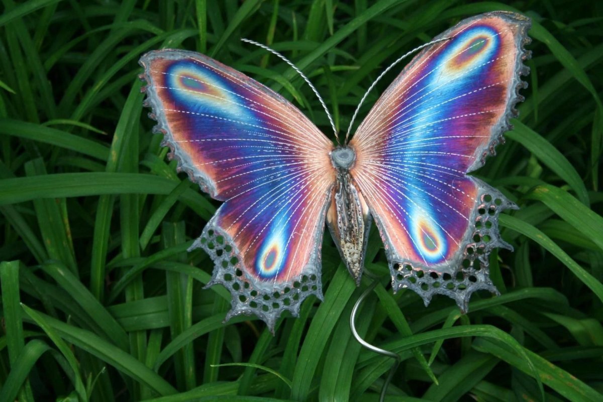 Яркие бабочки картинки