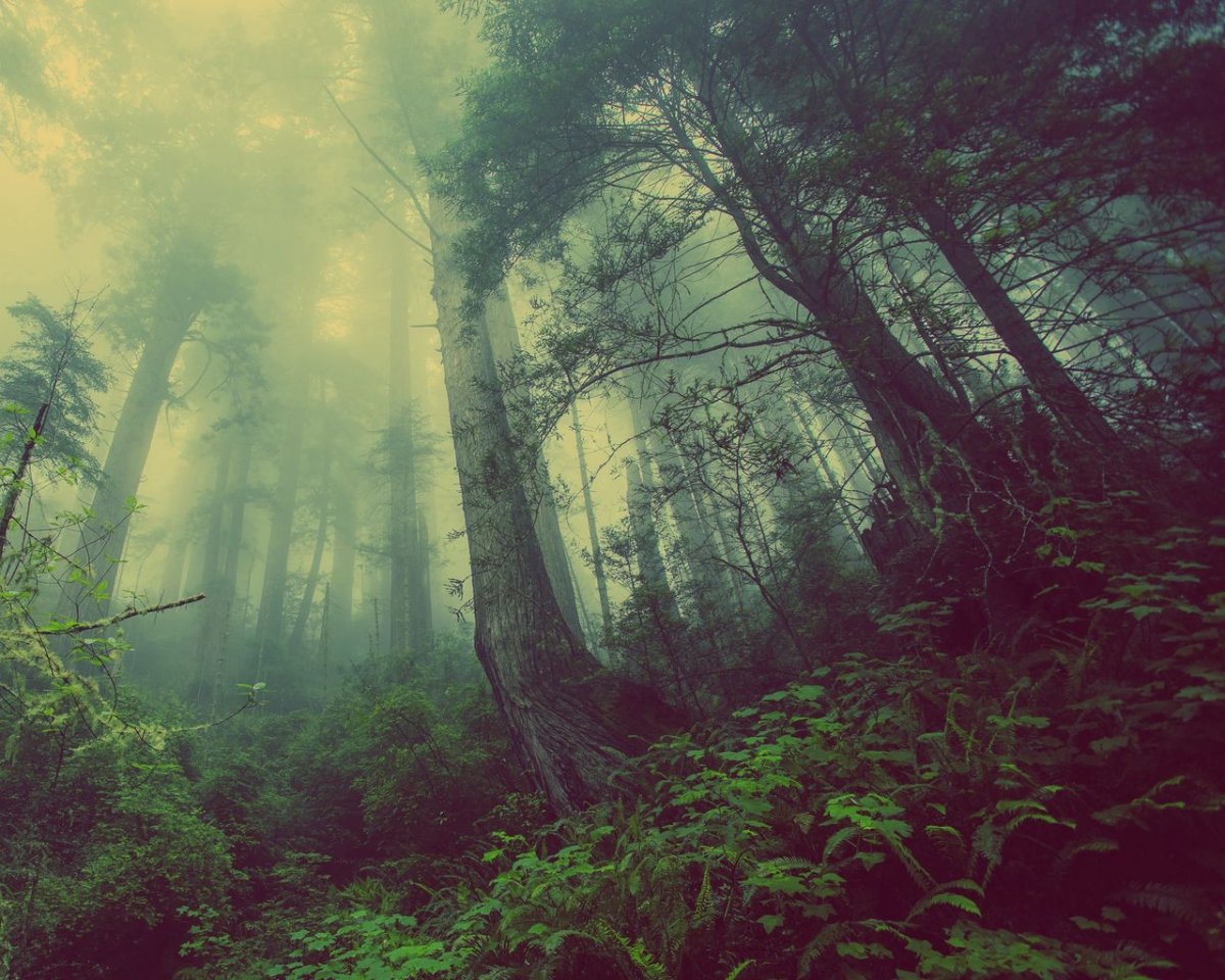 Загадочный лес картинки