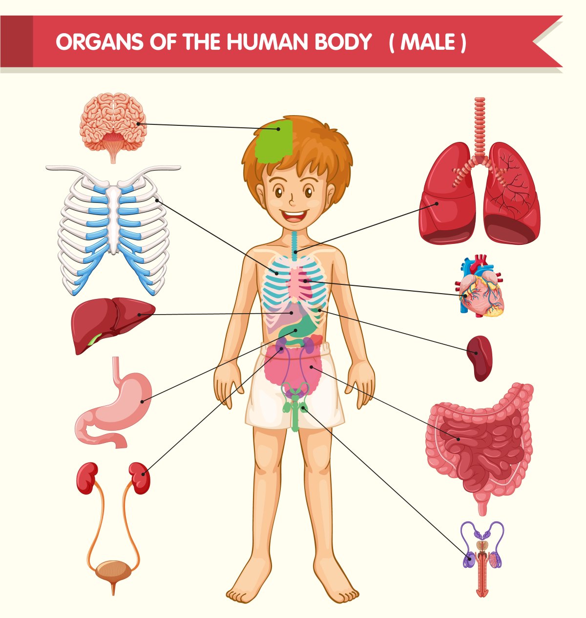 Изображения по запросу Раскраски внутренних органов человеческого тела