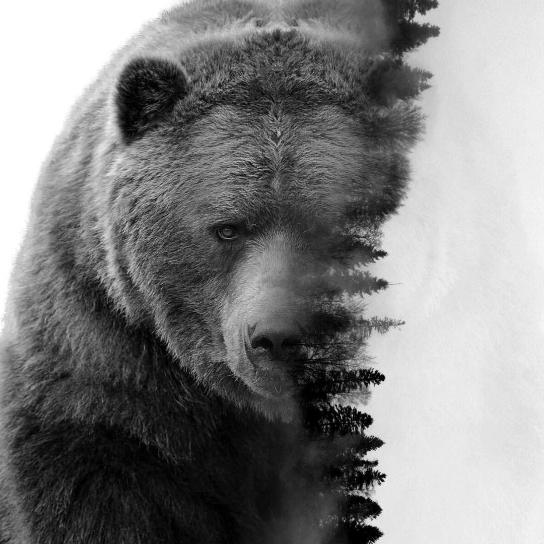 Красивая фото картинка - медведя на аву